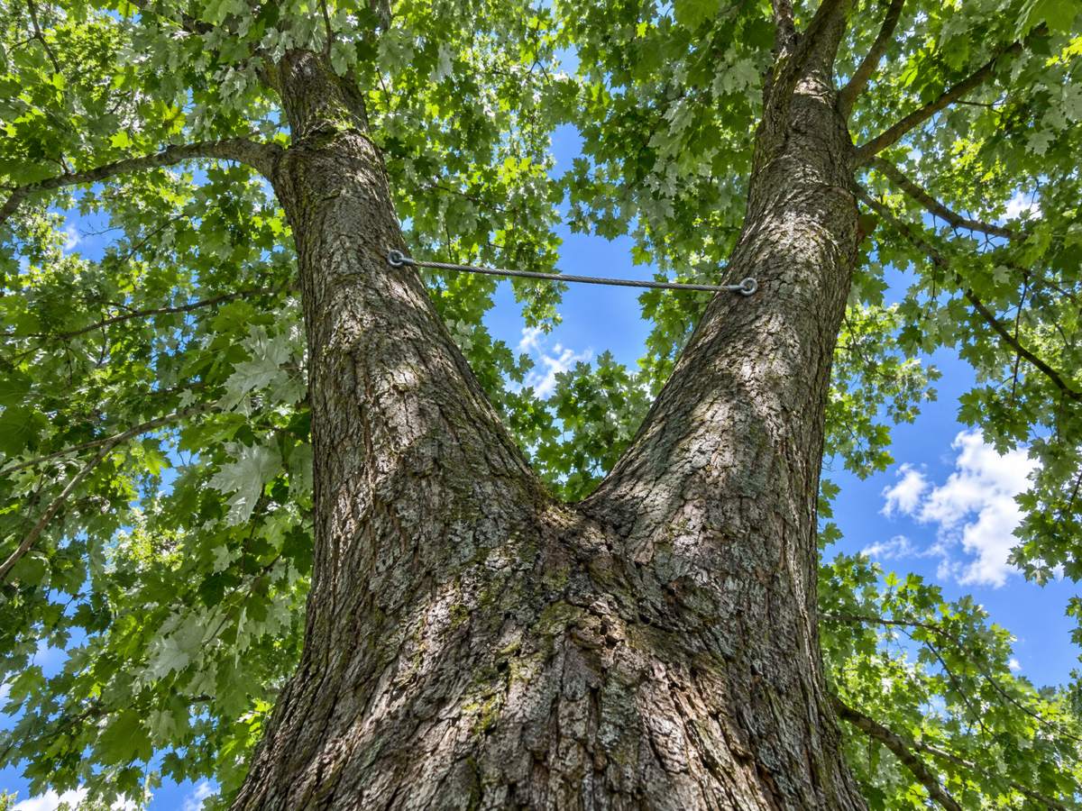 High in a two-stem silver maple, a steel support cable runs between the two leaders under summer leaves