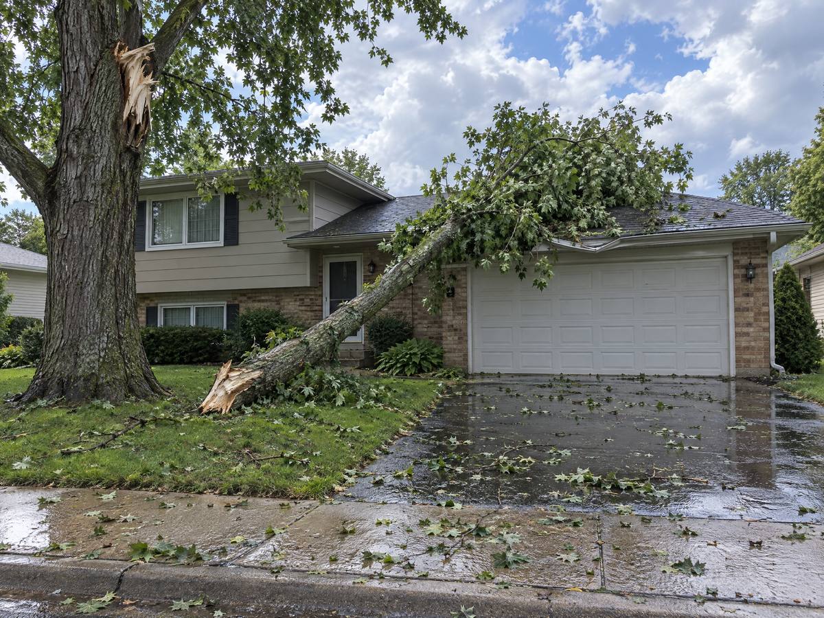 After a summer storm, a broken maple limb rests on the edge of a garage roof and wet leaves cover the driveway