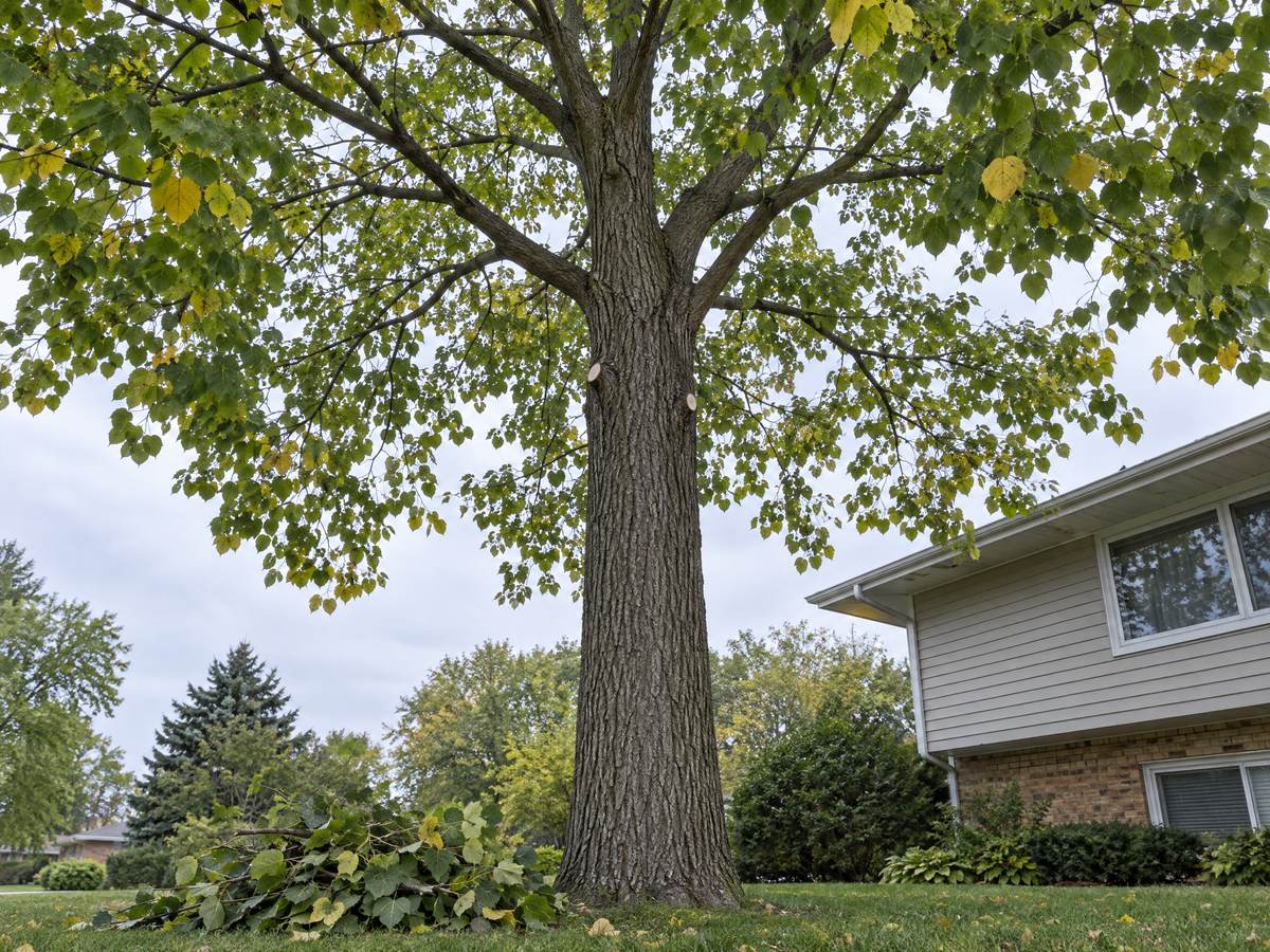 Under a freshly thinned linden, the lifted crown opens to a gray sky and cut branches lie in a pile beside the trunk