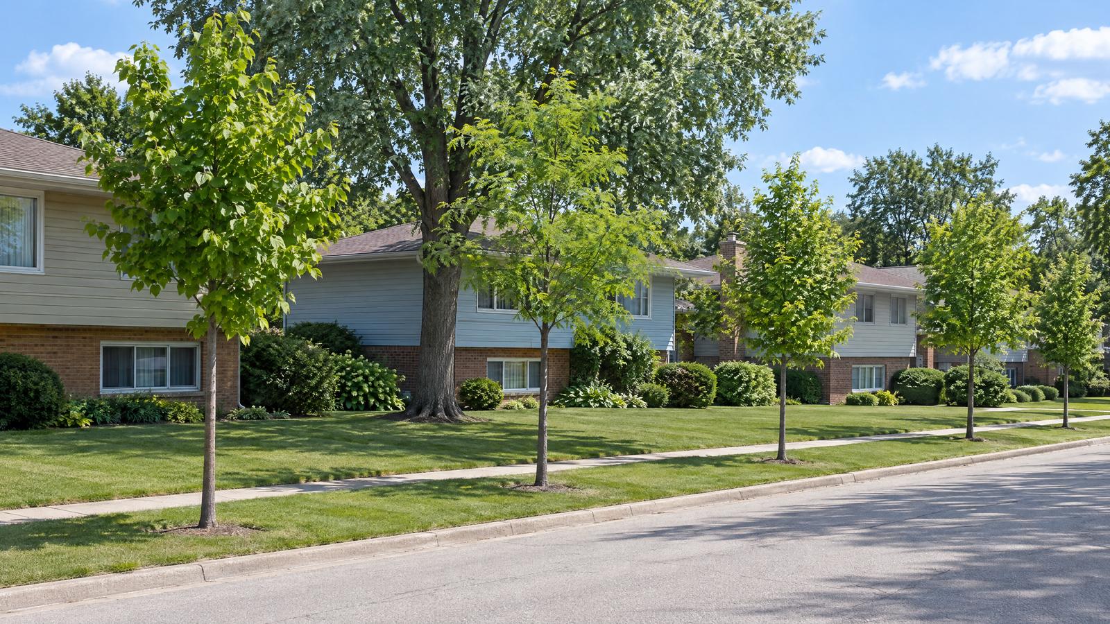 Along a quiet street, young parkway trees line the grass strip by the curb while a tall yard tree rises behind them